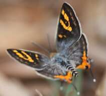 Слика од Cigaritis vulcanus