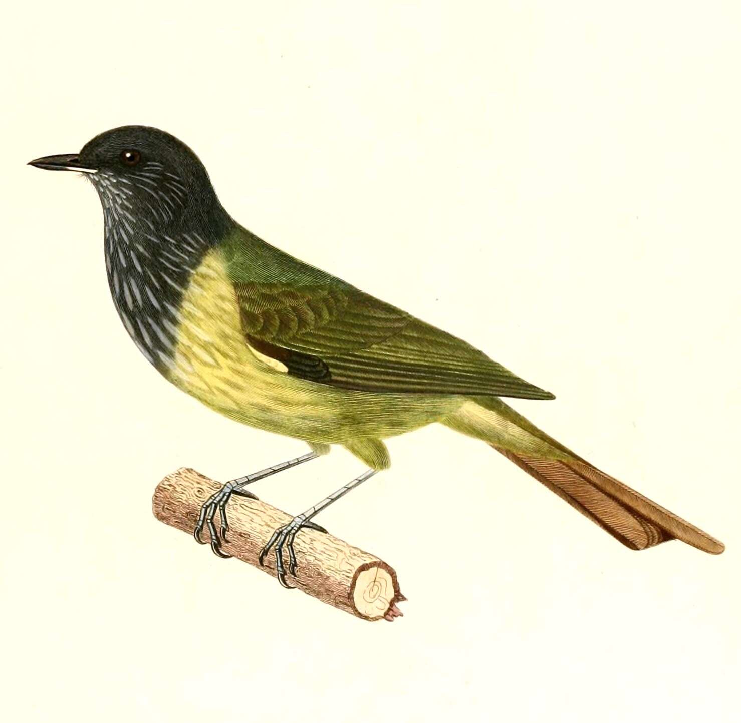 Image of Mionectes Cabanis 1844