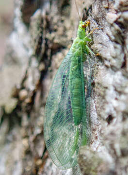 Sivun Chrysopa pallens (Rambur 1838) kuva