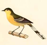 Image of Wagtail-tyrant