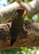 Image of Lesser Yellownape Woodpecker