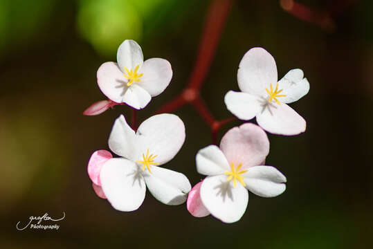 Image of Puerto Rico Begonia