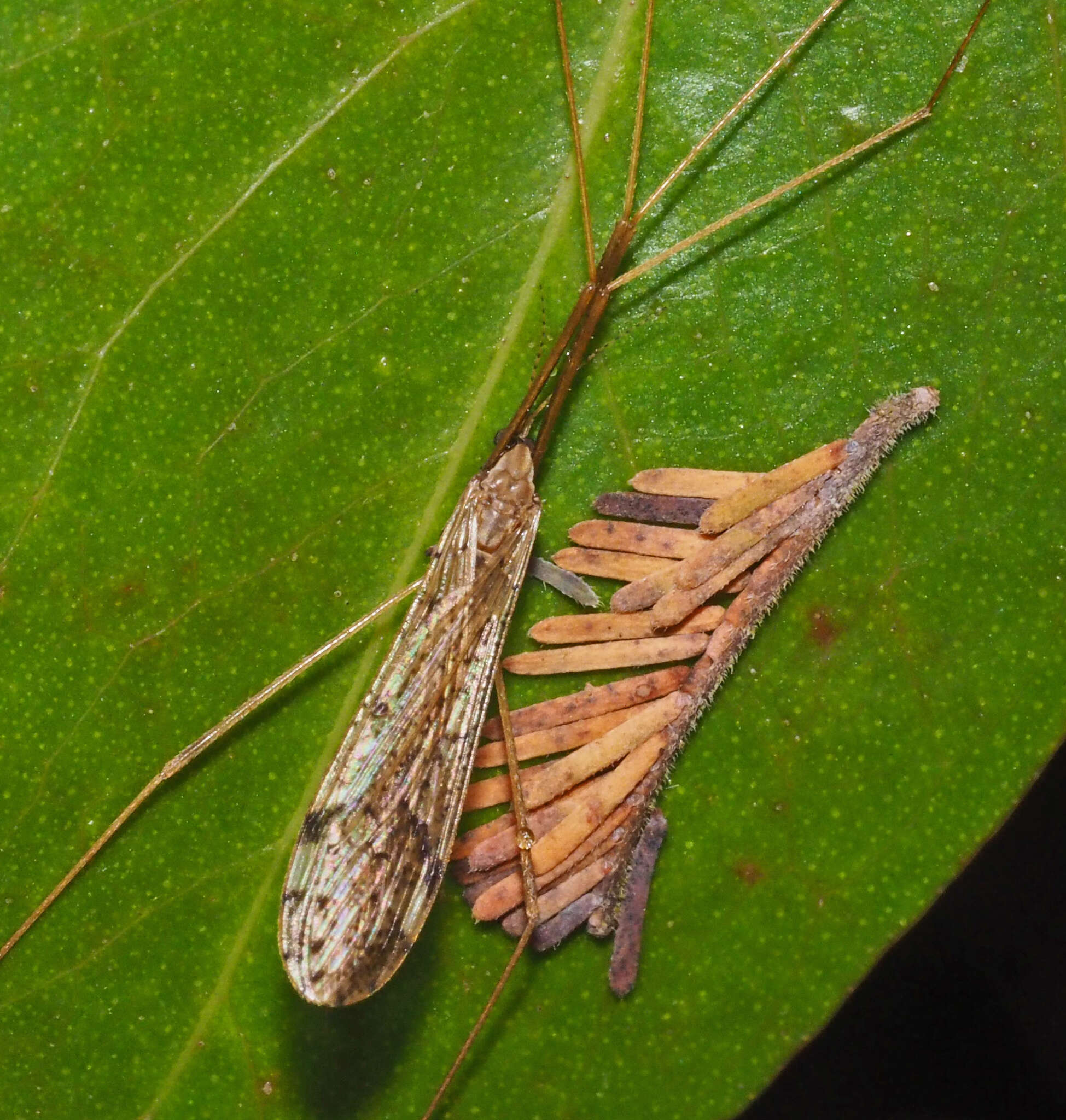 Image of Austrolimnophila (Austrolimnophila) antiqua (Skuse 1890)