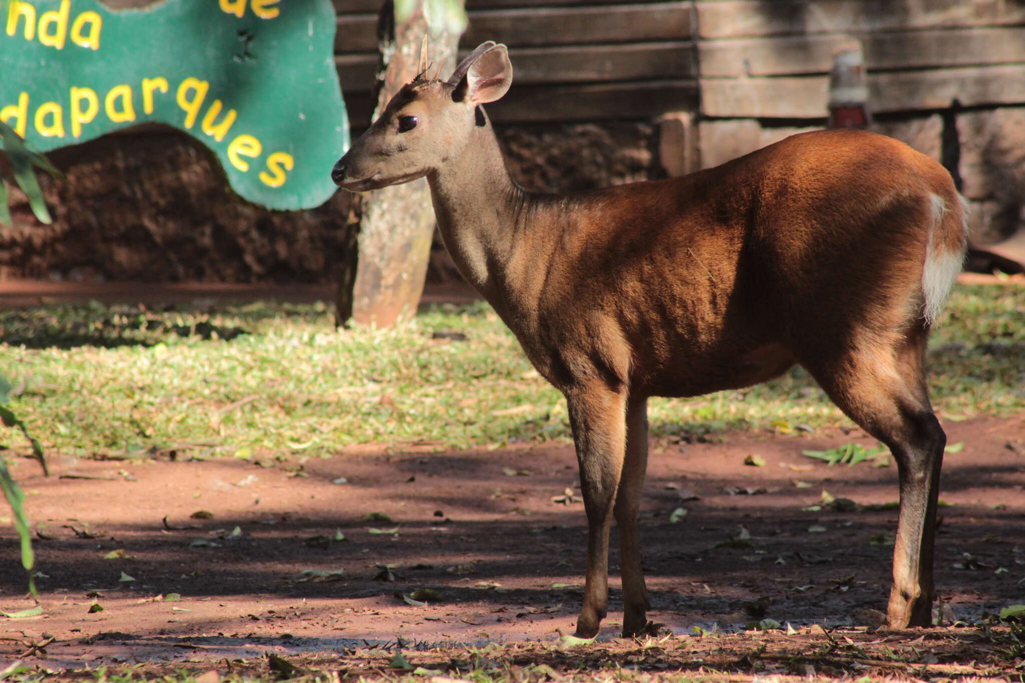 Image of South American Red Brocket