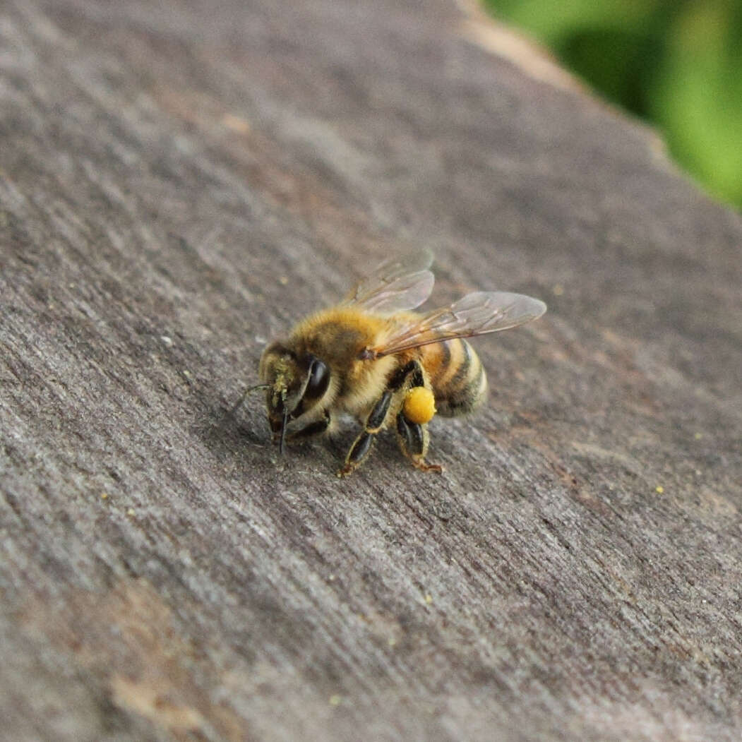 Слика од Apis mellifera ligustica