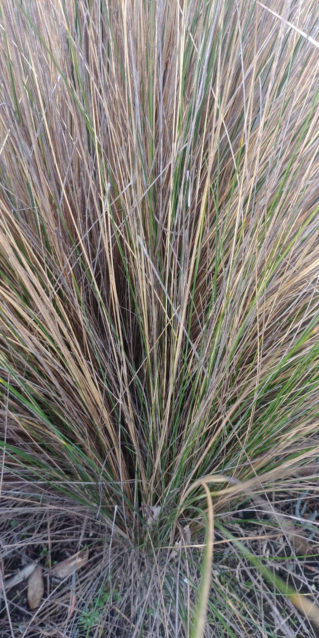 Image of Austrostipa stipoides (Hook. fil.) S. W. L. Jacobs & J. Everett