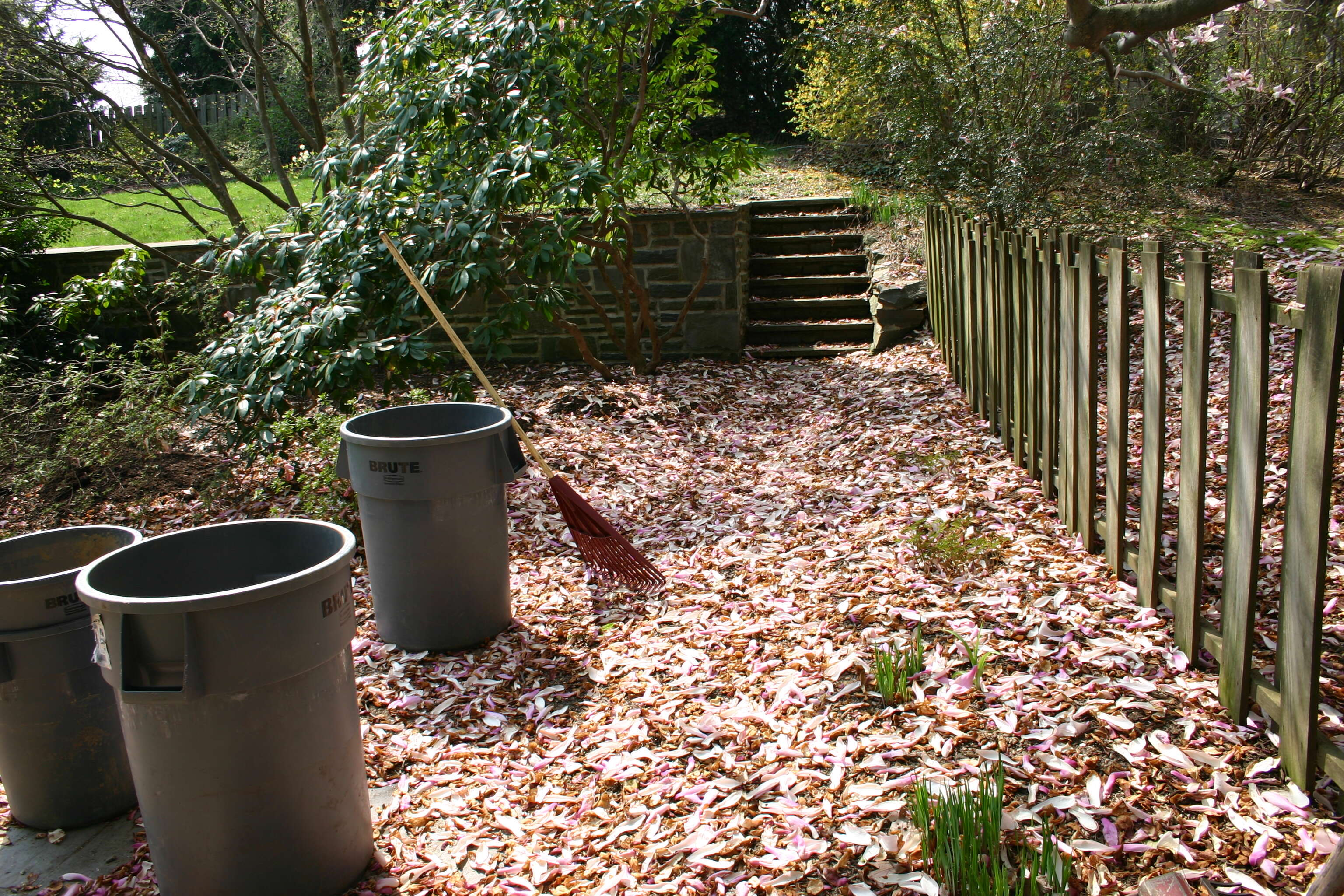 Image of Saucer magnolia