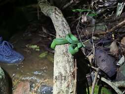 Image of Trimeresurus rubeus (Malhotra, Thorpe, Mrinalini & Stuart 2011)