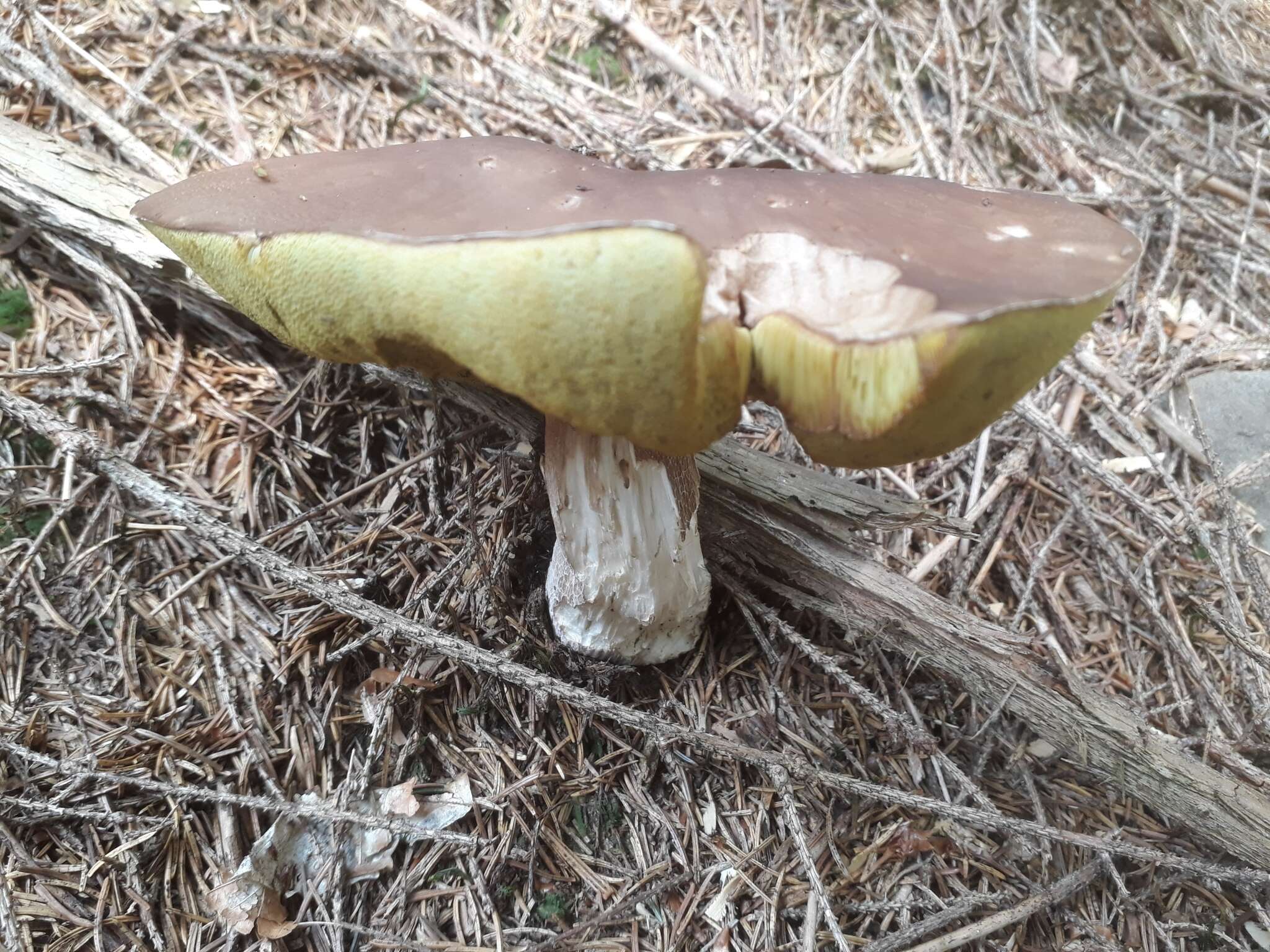 Sivun Boletus aereus Bull. 1789 kuva