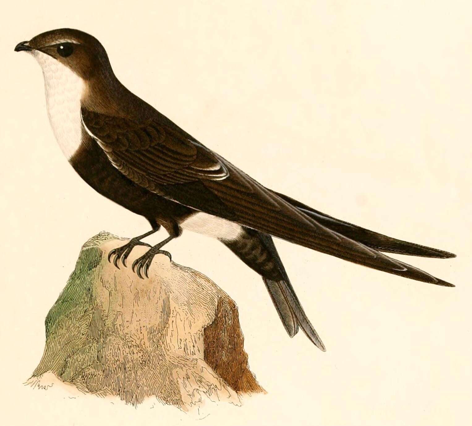 Image of White-tipped Swift