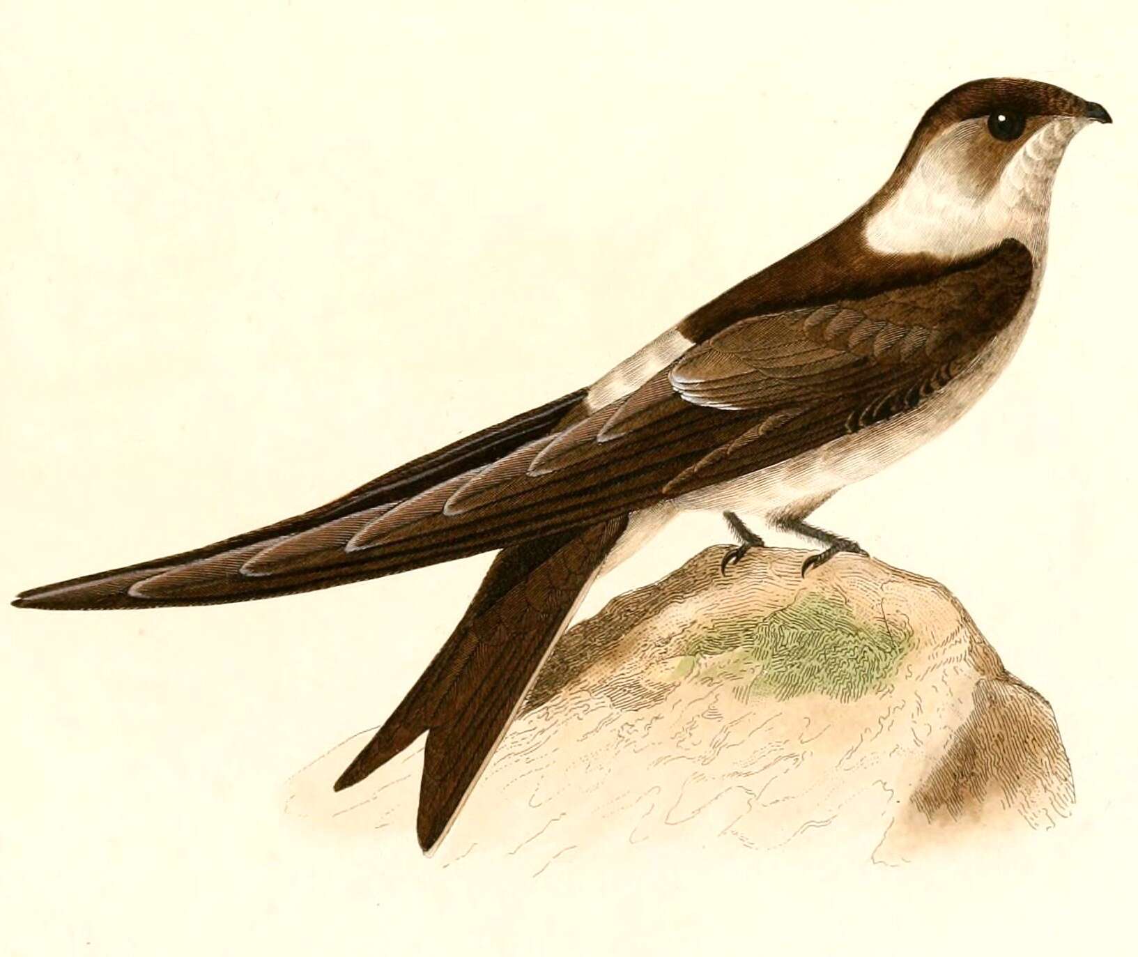 Image of Andean Swift