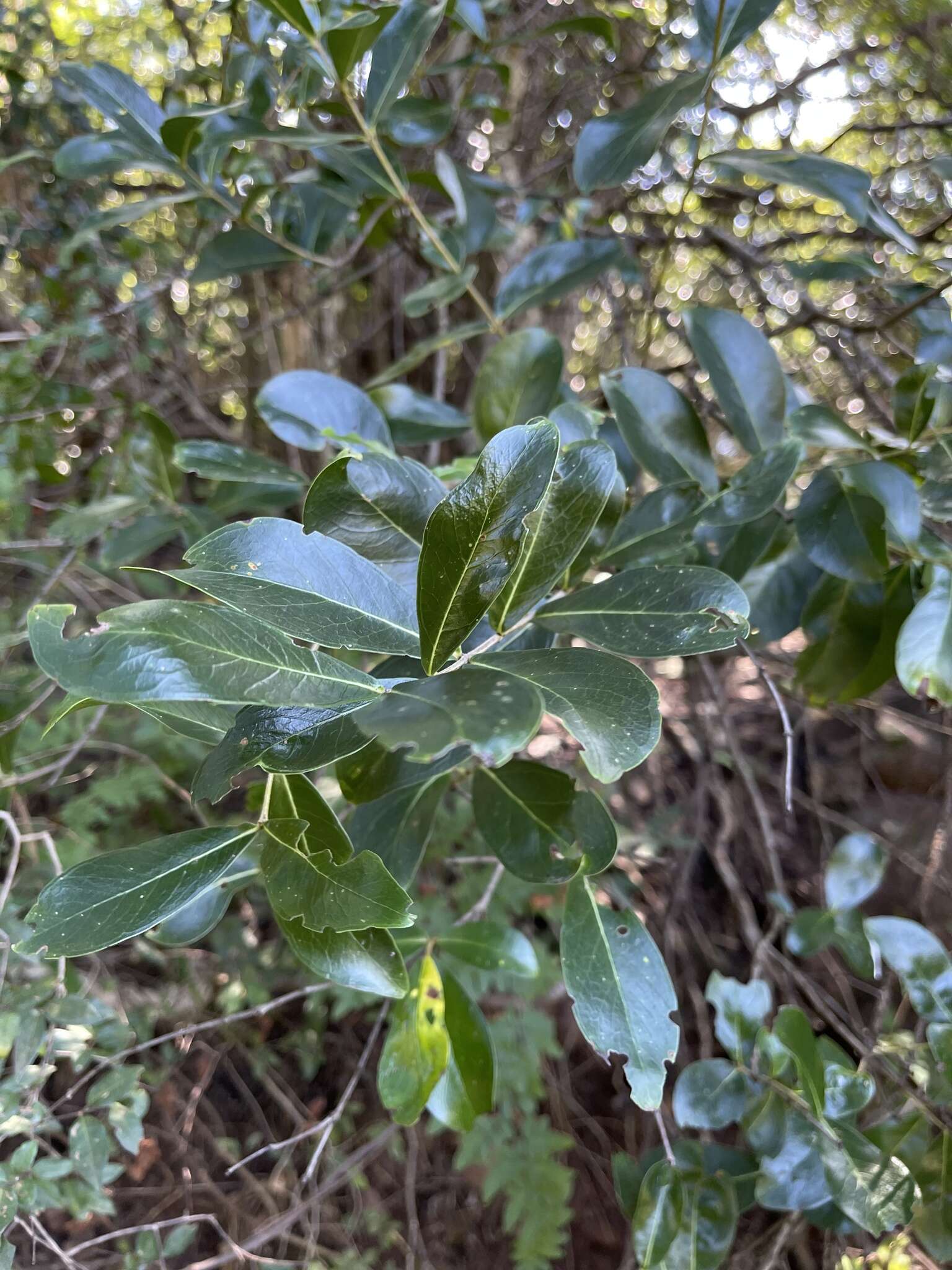 Imagem de Erythroxylum emarginatum Thonn.