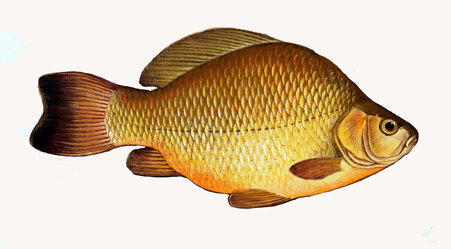 Image of Crucian Carp