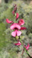 Image of Indigofera heterophylla Thunb.