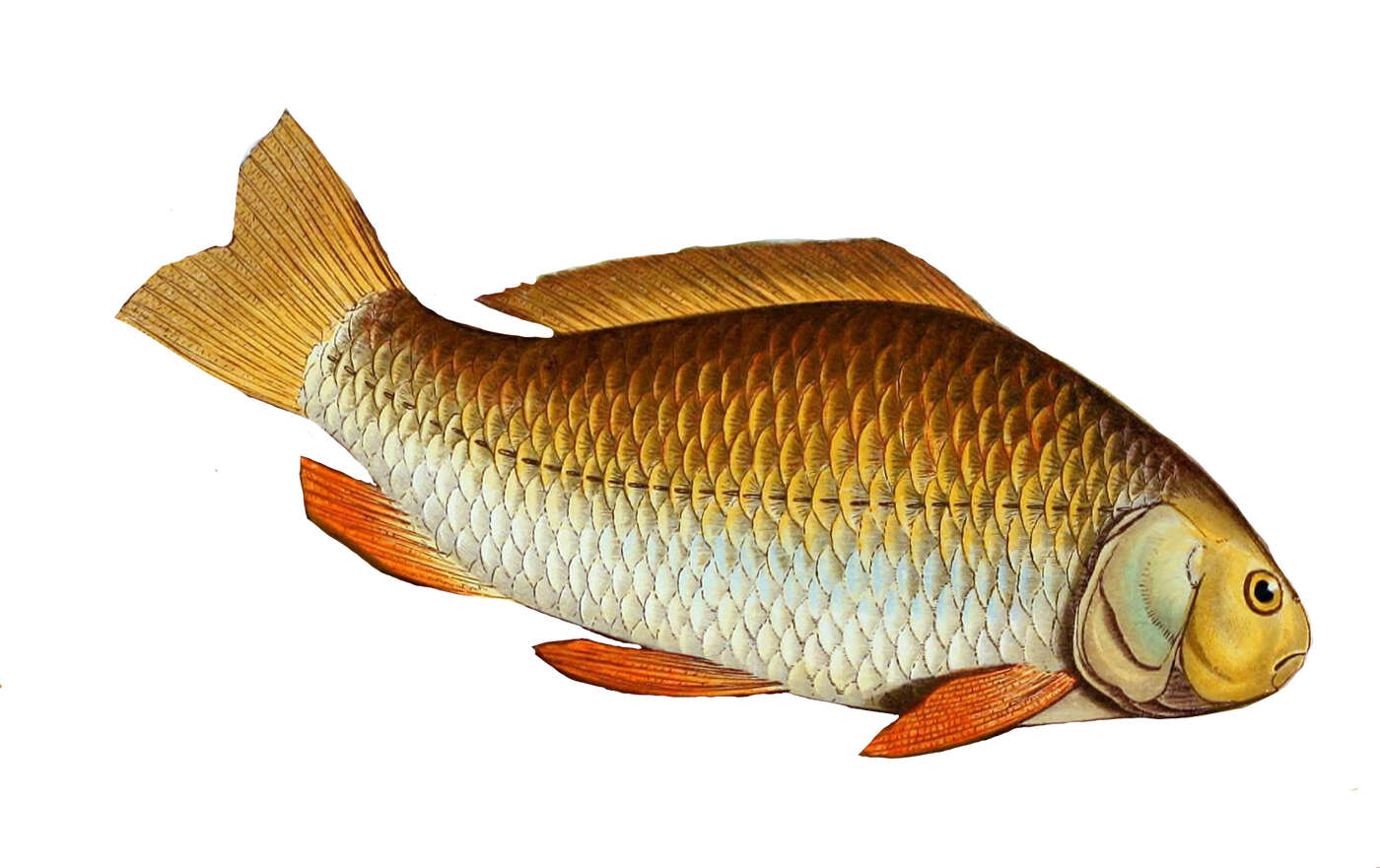 Image of Gibel carp