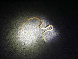 Image of Brown tree snake
