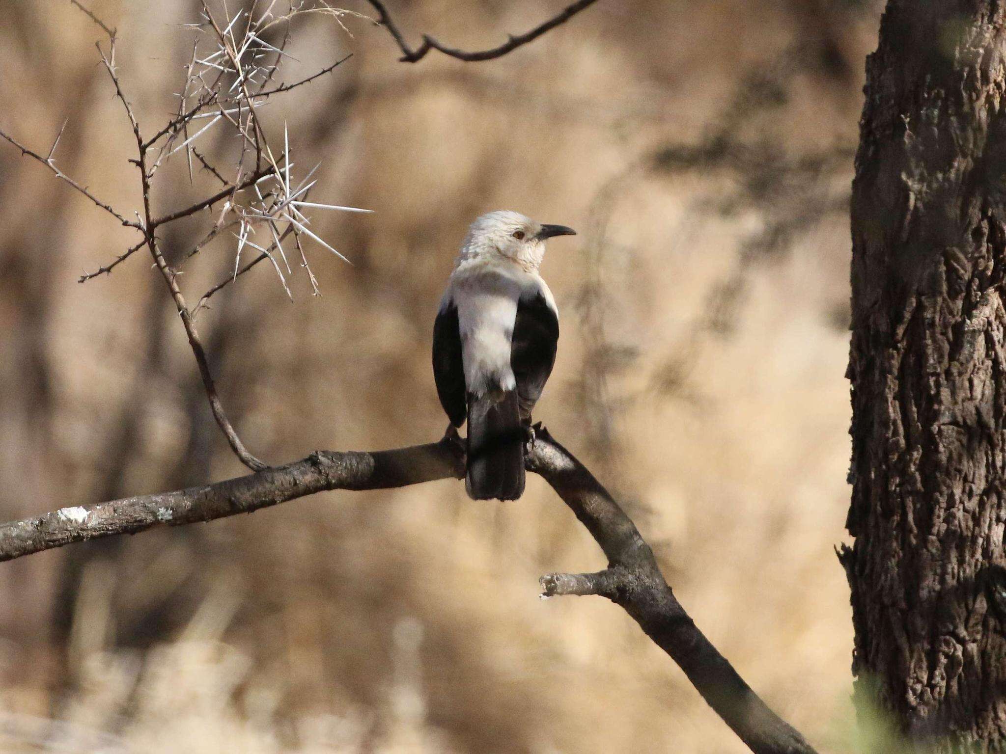 Image of Southern Pied Babbler