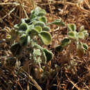 Image of Marrubium globosum subsp. libanoticum (Boiss.) P. H. Davis
