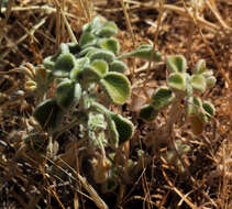 Marrubium globosum subsp. libanoticum (Boiss.) P. H. Davis的圖片