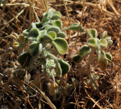 Image of Marrubium globosum Montbret & Aucher ex Benth.