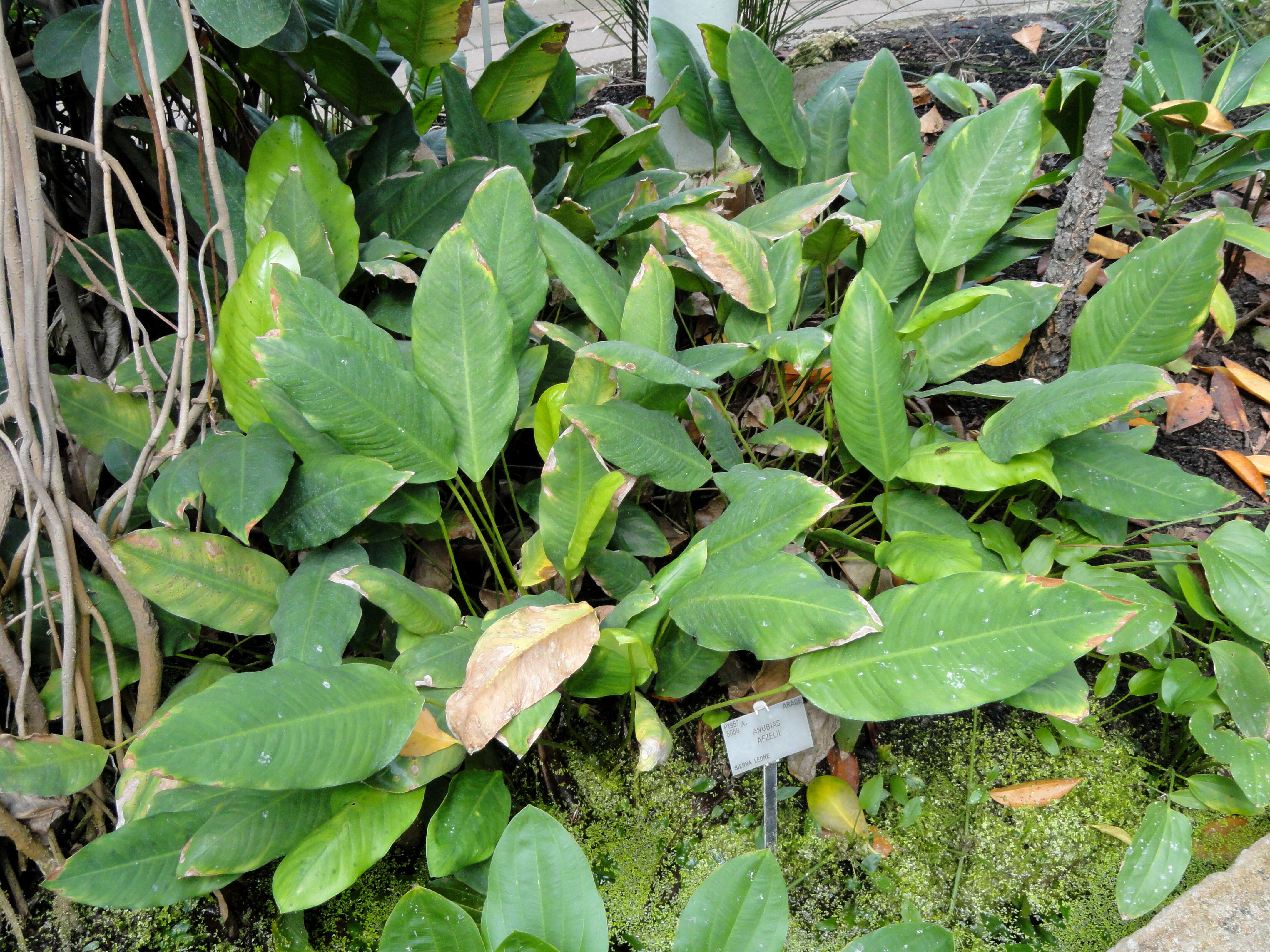 Image of Anubias afzelii Schott