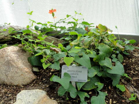 Plancia ëd Aristolochia labiata Willd.