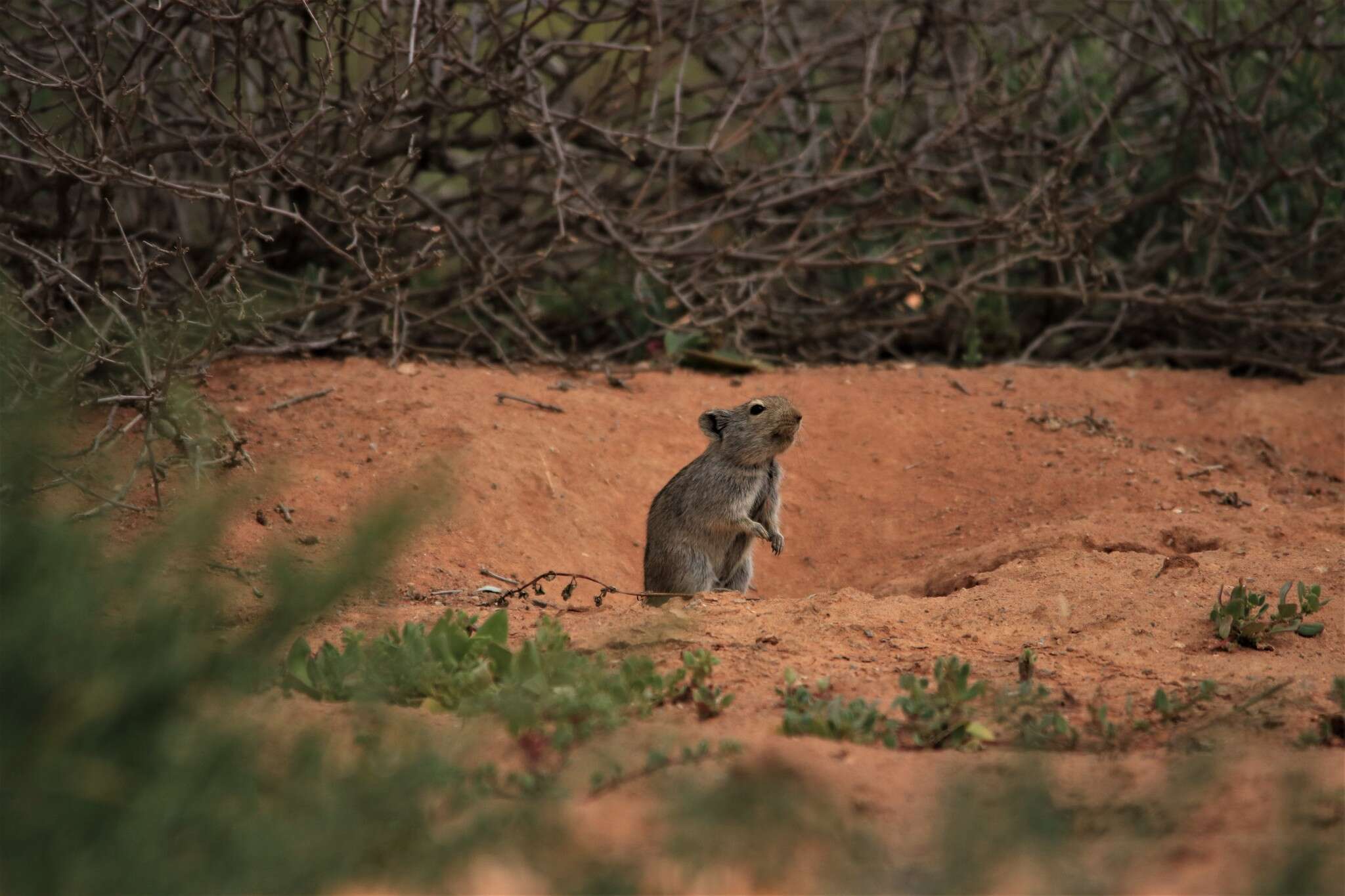 Image of Brants' Whistling Rat