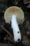 صورة Russula risigallina (Batsch) Sacc. 1915