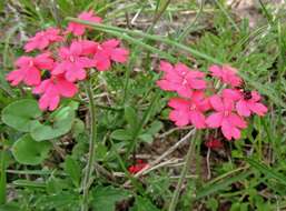 Image of crisped mock vervain