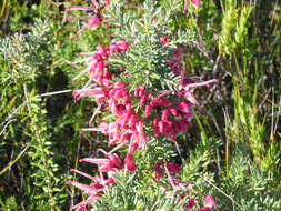 Image of Grevillea lanigera A. Cunn. ex R. Br.