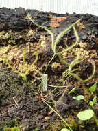 Image of Drosera binata Labill.