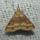 Image of Discolored Renia Moth