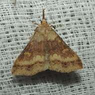 Image of Discolored Renia Moth