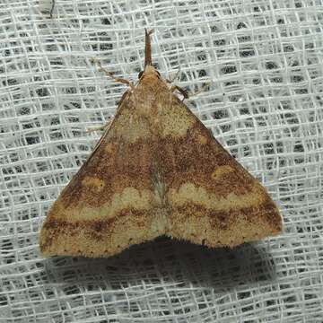 Image of Discolored Renia Moth