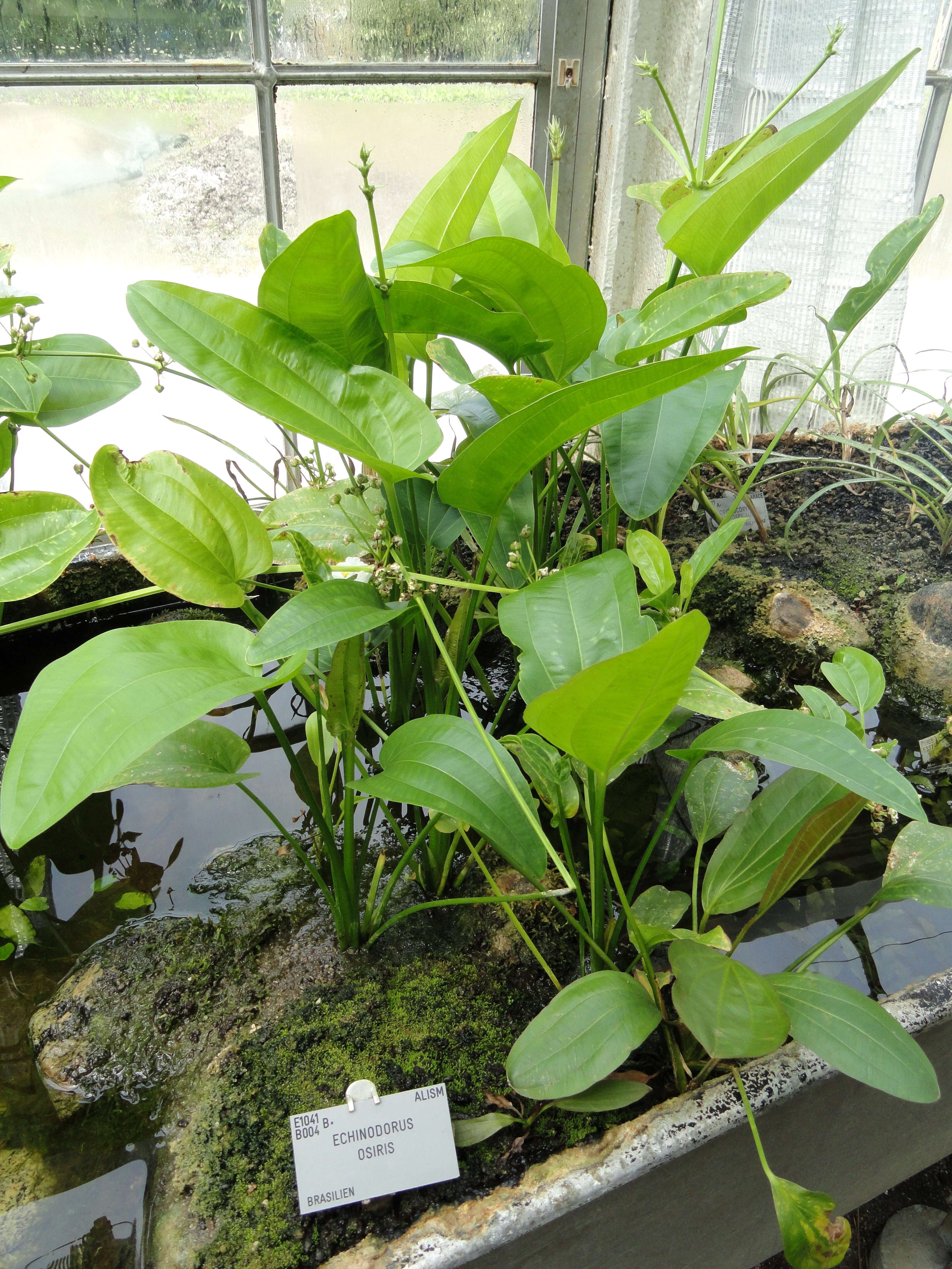 Image of Echinodorus uruguayensis Arechav.