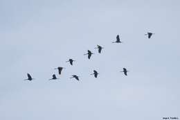 Image of Sandhill Crane