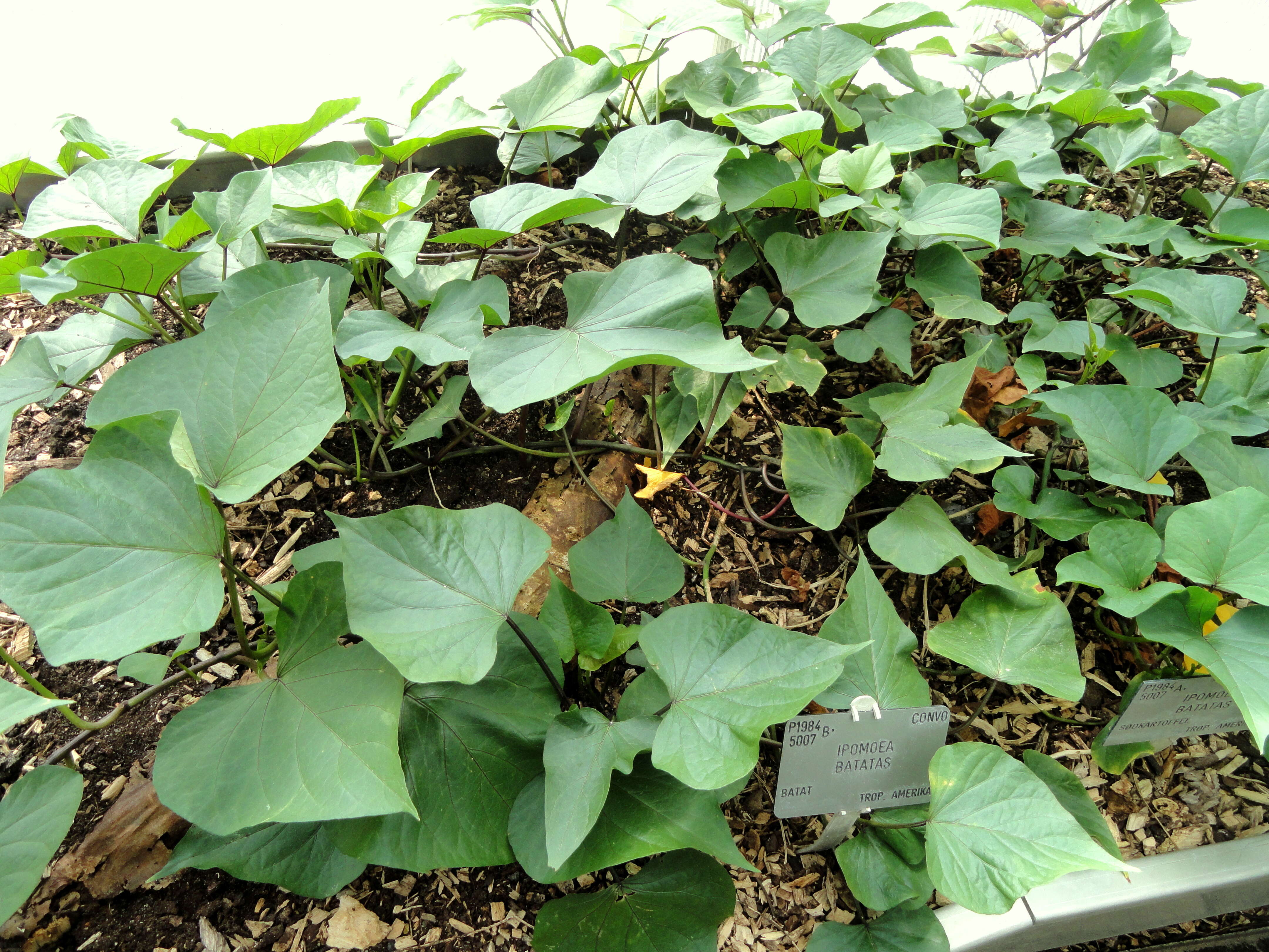 Image of sweet potato