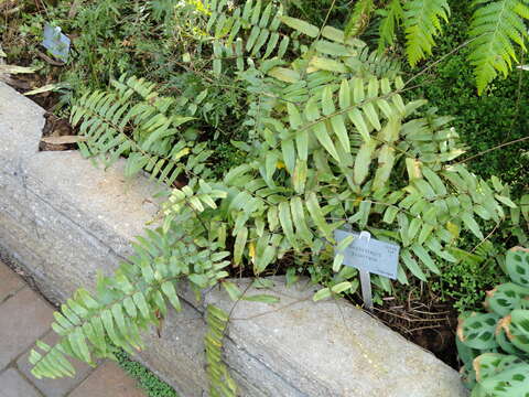 Image of giant swordfern