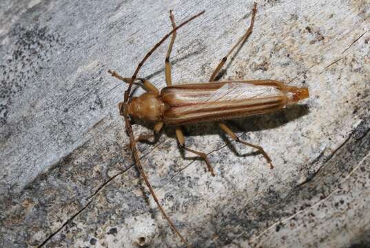 صورة Malacopterus