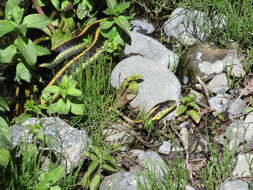 Image of Thamnophis atratus zaxanthus Boundy 1999