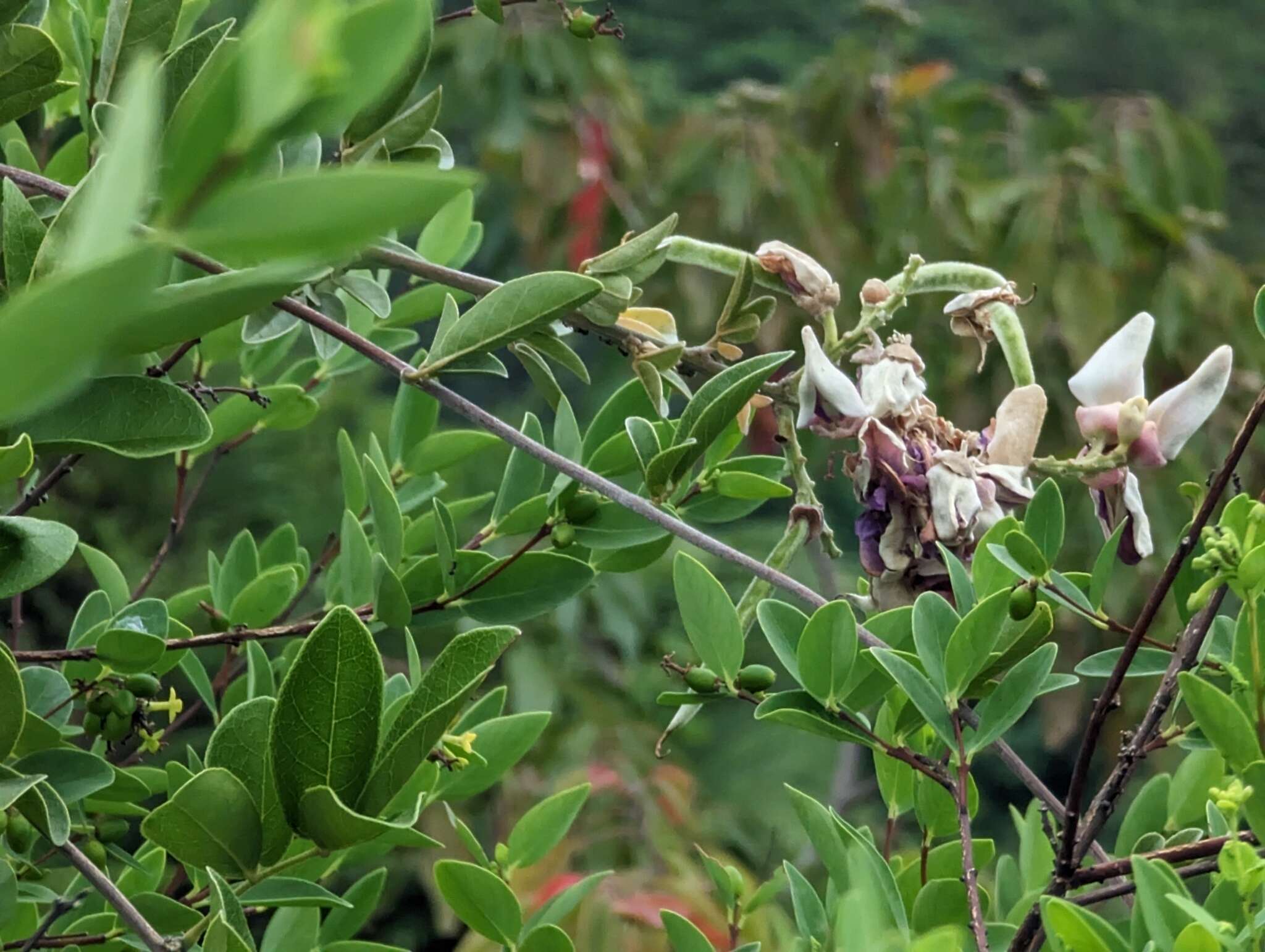 Imagem de Callerya nitida (Benth.) R. Geesink