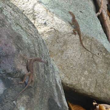 Image of Crab Cay Anole