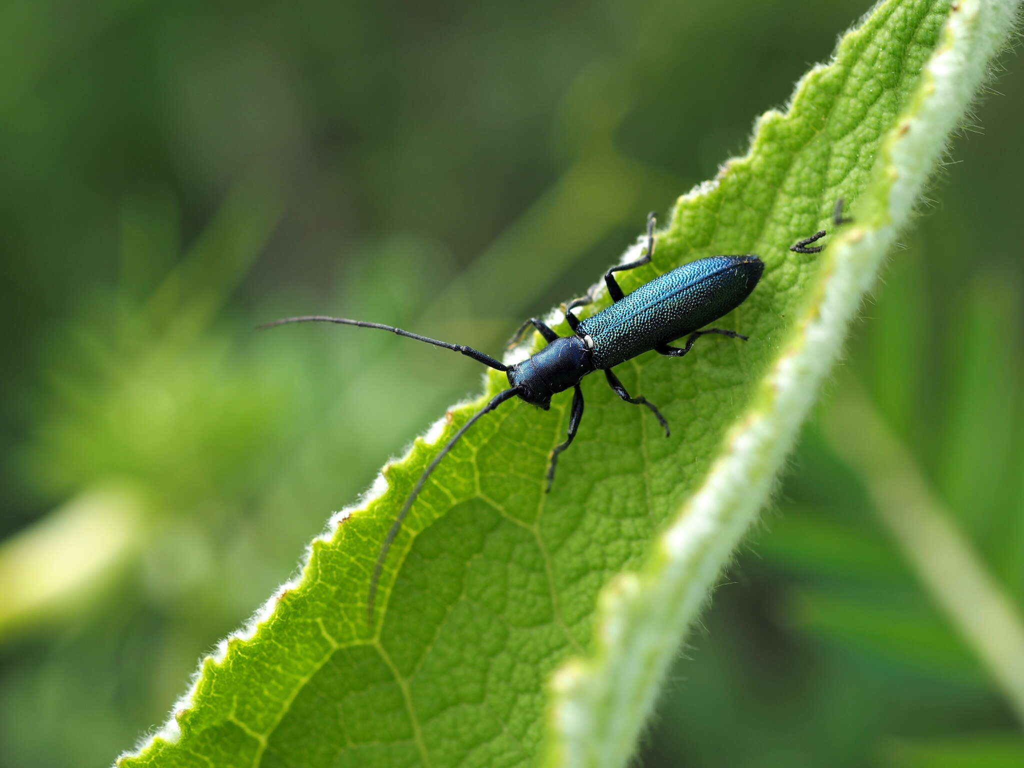 Sivun Agapanthiola leucaspis (Steven 1817) kuva