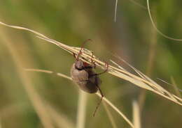 Sivun Phyllophaga (Tostegoptera) lanceolata (Say 1824) kuva