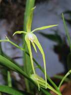 Image of Prosthechea rhynchophora (A. Rich. & Galeotti) W. E. Higgins