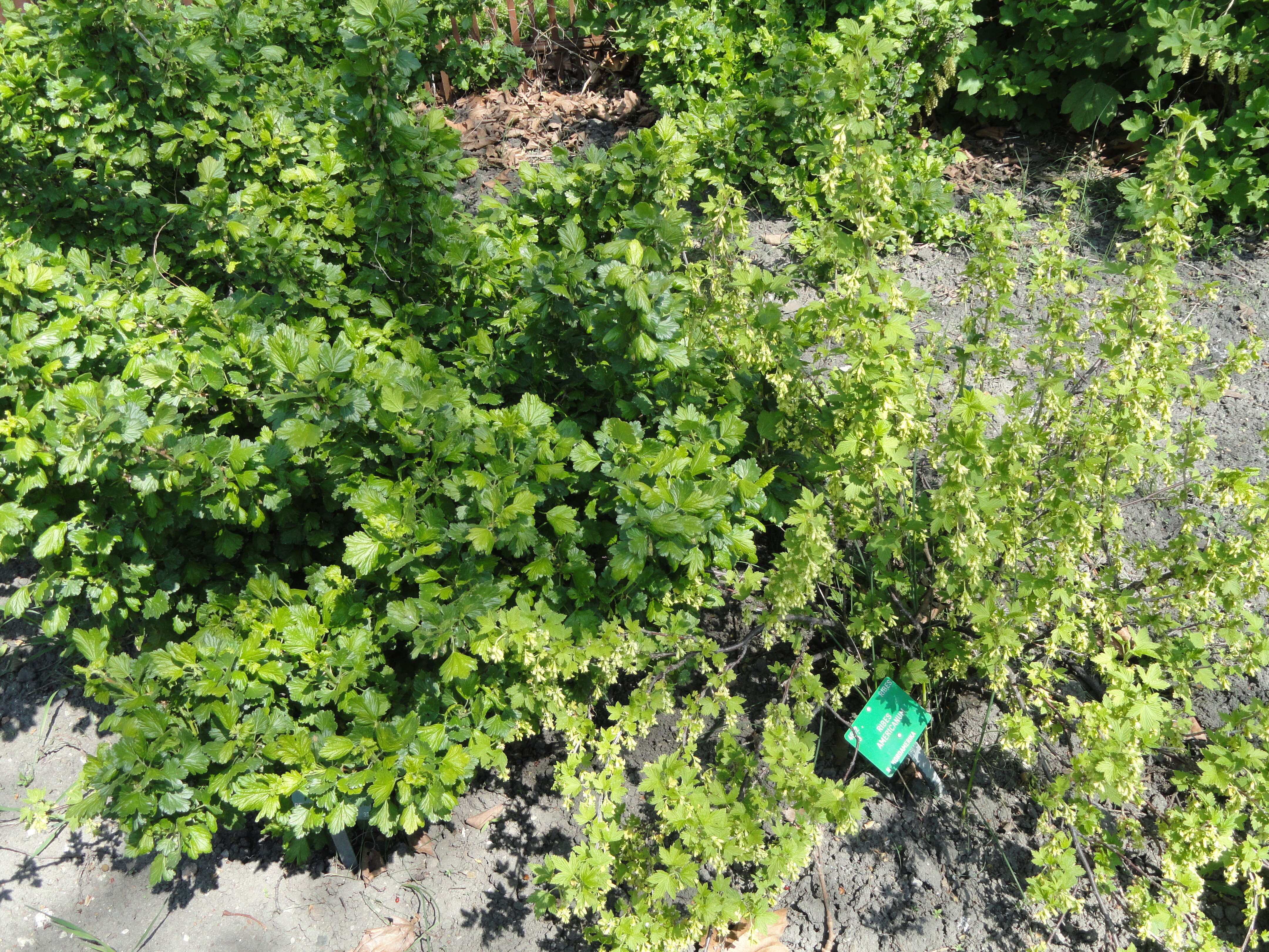 Image of American black currant