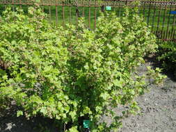 Image of Black Currant