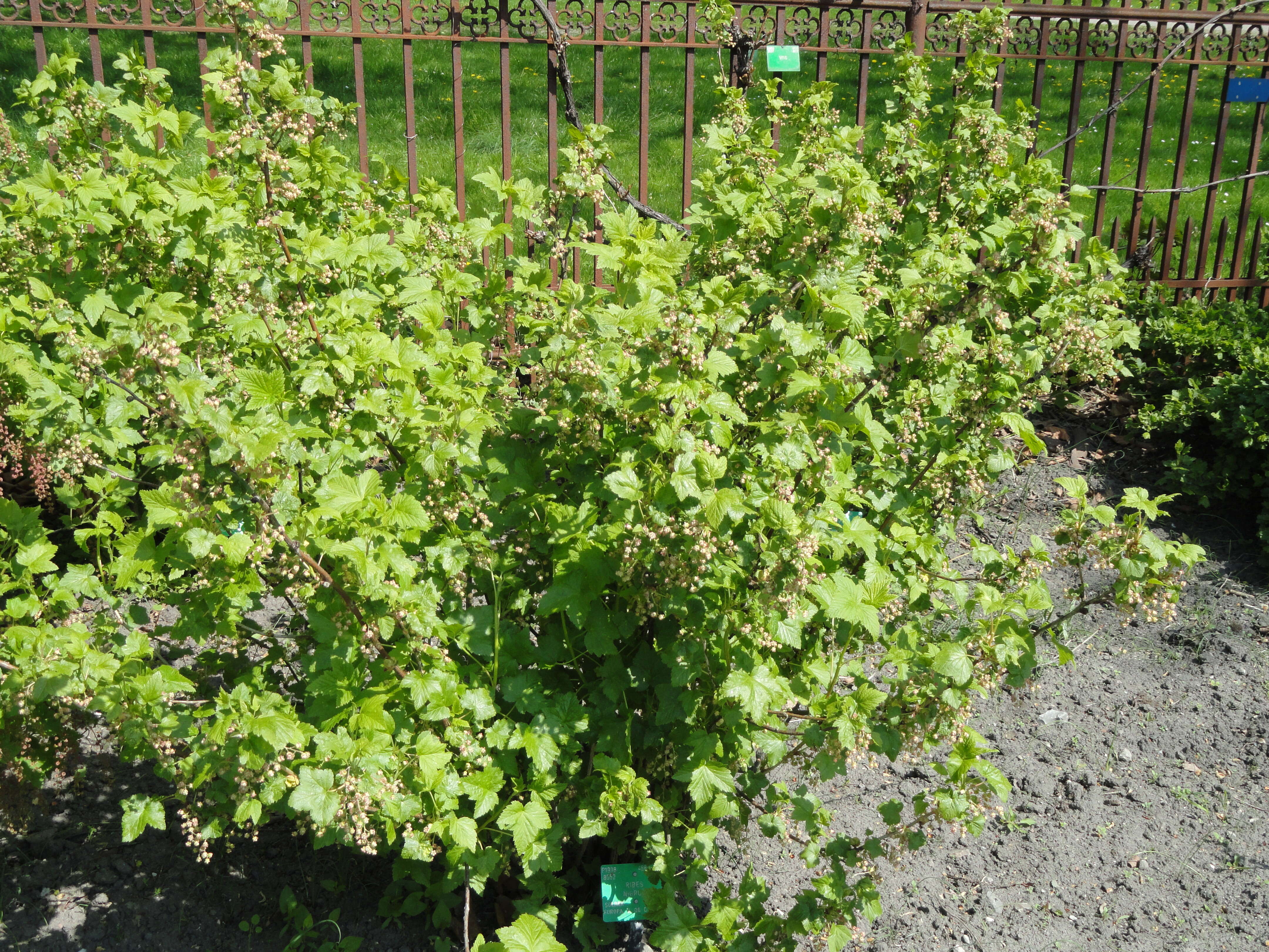 Image of Black Currant