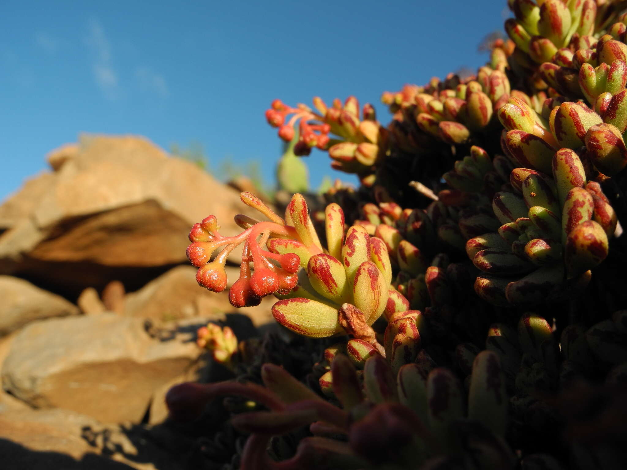 Image of Aeonium sedifolium (Webb ex Bolle) J. Pitard & L. Proust