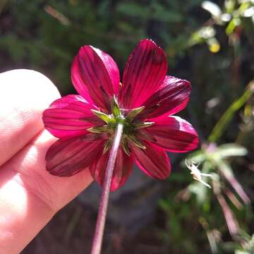 Image of Cosmos scabiosoides Kunth